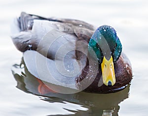 Mallard duck