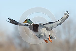 Mallard Duck photo