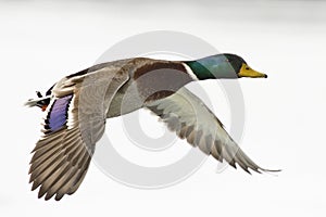 Mallard Duck