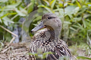 Mallard Duck