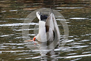 Mallard duck