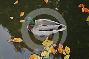 Mallard Duck