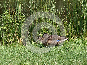 Mallard Duck