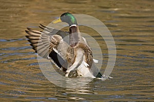 Mallard duck