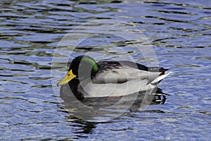 Mallard Duck