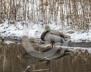 Mallard duck (Anas platyrhynchos)