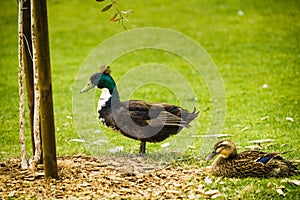 Mallard duck (Anas platyrhynchos. Close-up portrait of a male and a female wild ducks on the beach