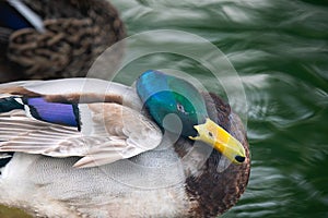 Mallard duck Anas platyrhynchos. Close up portrait of  male wild duck sitting close to the lake