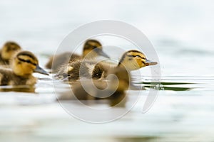 Mallard Duck (Anas platyrhynchos) duckling shaking water from it's head, taken in the UK