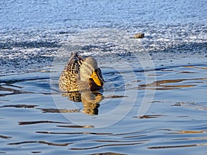 Mallard Duck Anas platyrhynchos enjoying a warm January day. Frozen lake