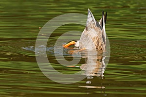 Mallard duck Anas platyrhynchos, female rump