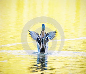 Mallard duck - Anas platyrhynchos - fly out of yellow water