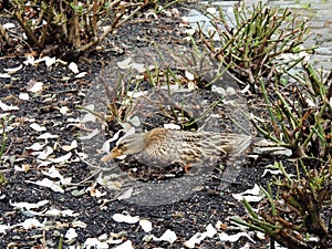 Mallard duck, Anas platyrhynchos, hatches eggs in nest located