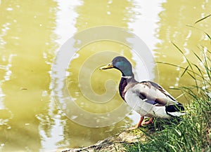 Mallard duck - Anas platyrhynchos - on the lake shore, beauty in