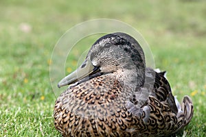 Mallard Duck Anas platyrhynchos at Lake Taupo. New Zealand