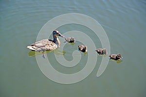 The mallard duck Anas platyrhynchos Linnaeus with baby birds s swims in water