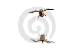 Mallard Duck & x28;Anas platyrhynchos& x29; Male