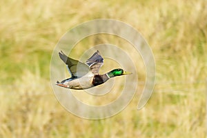 Mallard Duck (Anas platyrhynchos) male in flight over field, taken in London, England