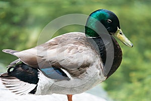 Mallard Duck Anas platyrhynchos at Philadelphia Zoo