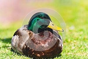 Mallard duck Anas platyrhynchos sitting on green grass meadow in a sunny day. Close up portrait of male wild duck