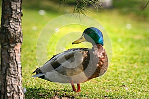 Mallard duck Anas platyrhynchos standing on the green grass under the tree. Close up portrait of male wild duck