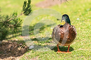 Mallard duck Anas platyrhynchos standing on the green grass under the tree. Close up portrait of  male wild duck