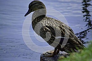 A mallard duck (anas platyrhynchos) stands on timber and looks at water