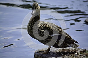 A mallard duck (anas platyrhynchos) stands on timber and looks at water