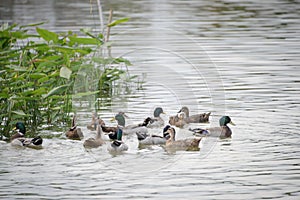 Mallard Duck  Anas platyrhynchos  swimming in the lake, Guzhen town of Zhongshan, Guangdong, China.