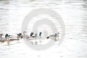 Mallard Duck  Anas platyrhynchos  swimming in the lake, Guzhen town of Zhongshan, Guangdong, China.