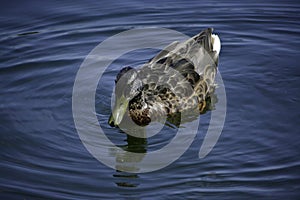 A mallard duck (anas platyrhynchos) swims in the water