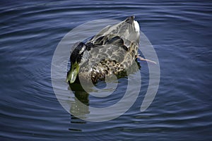 A mallard duck (anas platyrhynchos) swims in the water