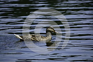 A mallard duck (anas platyrhynchos) swims in the water