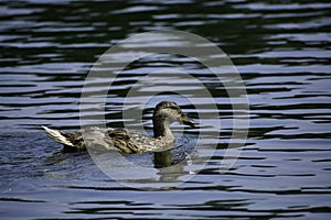 A mallard duck (anas platyrhynchos) swims in the water