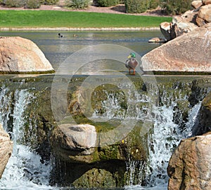 Mallard Duck Anas Platyrhynchos on a water fall in the Sonoran Desert. Anthem, Maricopa County, Arizona USA