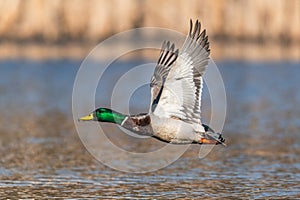 Mallard Duck, Anas platyrhynchos, wild duck in the flight