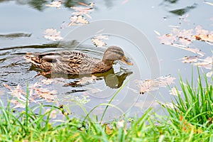 Mallard Duck, Anas platyrhynchus, in autumn lake.