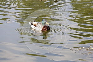 Mallard duck, Anas platyrhynchus, swimming male duck