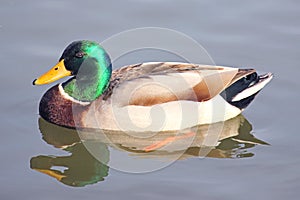 Mallard Duck in the bay