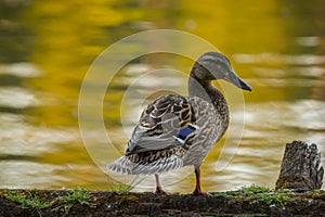 Mallard duck bird ( Anas platyrhynchos ) female on lake shore