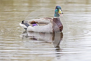 Mallard duck calling out