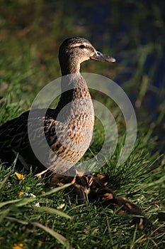 Mallard duck with chicks, close-up