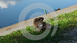 Mallard duck cleaning feathers on the river bank. Wildlife footage