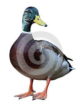 Mallard Duck with clipping path.