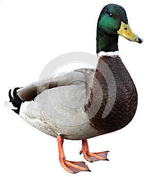Mallard Duck with clipping path.