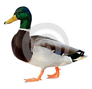 Mallard Duck with clipping path. Colourful wild duck drake isolated on white background