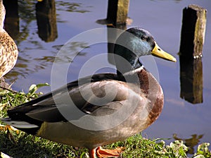 Mallard Duck Closeup