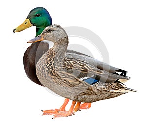 Mallard Duck Closeup of a drake, Female Mallard. isolated on white background