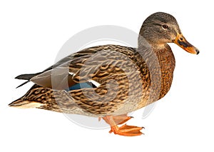 Mallard Duck Closeup of drake, Female Mallard. isolated on white background