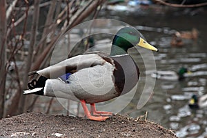 Mallard Duck. Closeup of a drake, standing in the